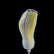 hyacinthknop (hyacinthus orientalis) 3-2013 4249